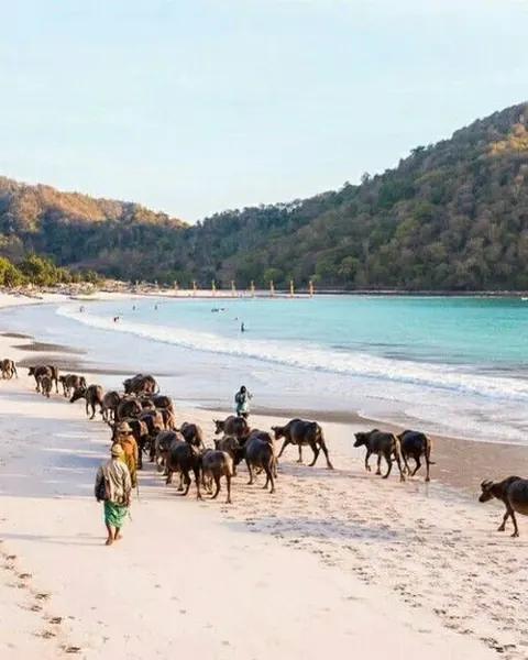 Búfalos caminando por la orilla de una playa de arena blanca del sur de Lombok